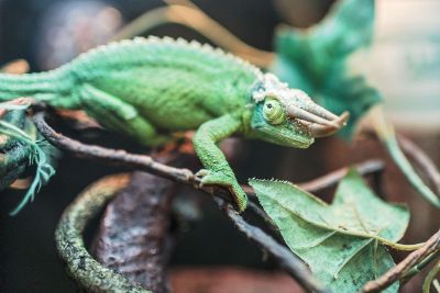 chameleon on leaves