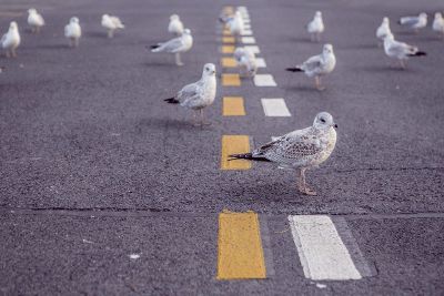 seagulls on the road