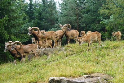 rams in the forest