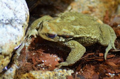 resting frog