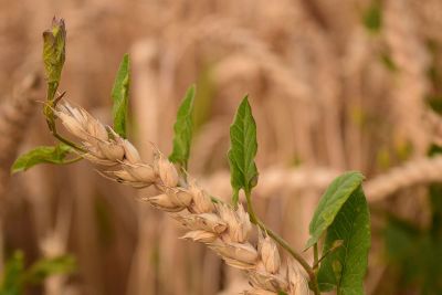 promising grain with green leaf