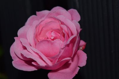 macro rose photo