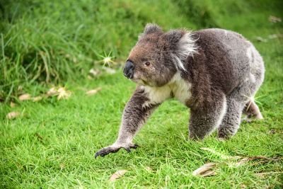 running koala