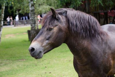 horse standing on grass