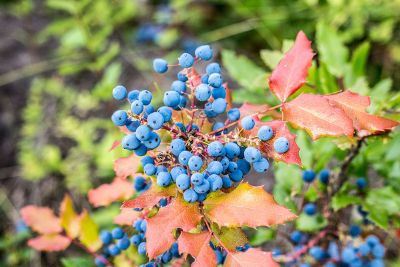 blue berries on orange leaves