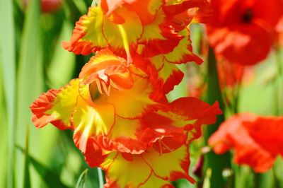 red and yellow flowers