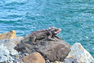 aquatic reptile on rock