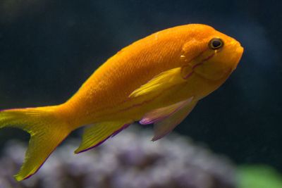 yellow fish with purple outline
