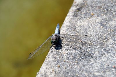dragonfly sitting on stone