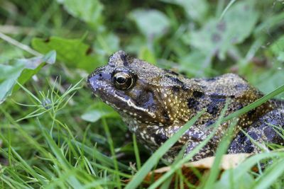 toad in grass