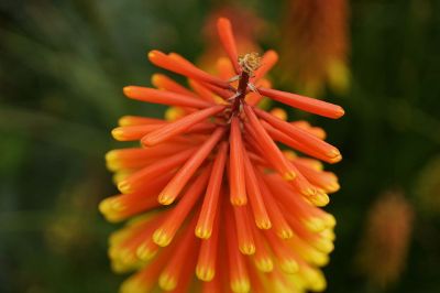 orange and yellow flower