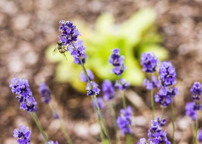 purple flower with bee