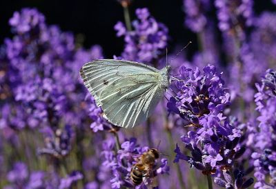 butterfly and bee with purple flowers