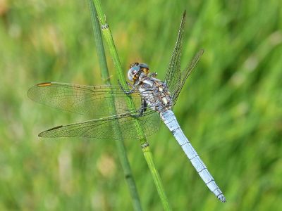 dragonfly on stalk