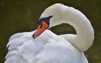 swan in profile