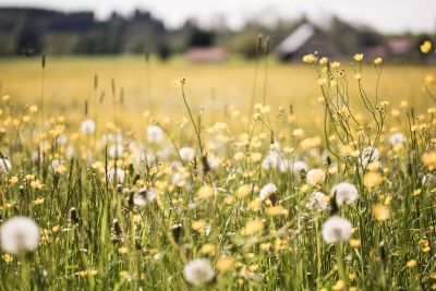 daytime field full of weeds