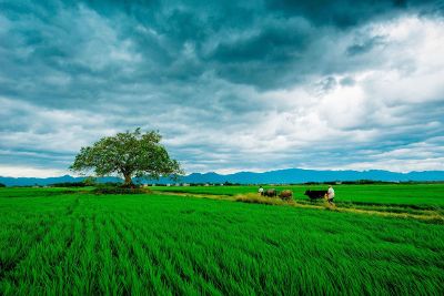 farm field with cows