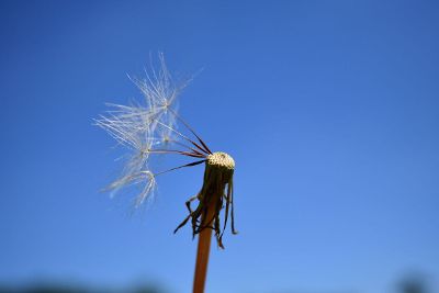 dandelion already blown