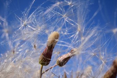 dandelion in the wind