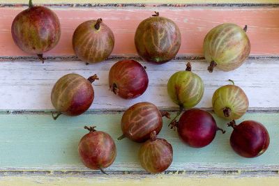 figs spread over colorful wood slats