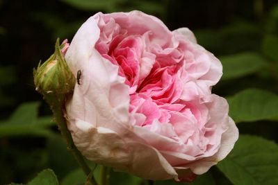 pink peony