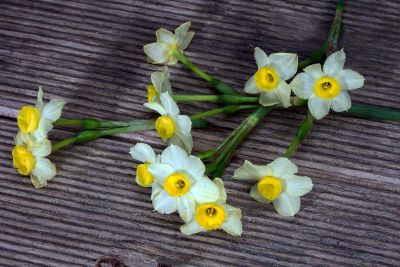 yellow and pink flowers