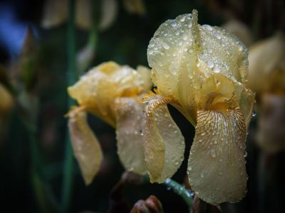 wet orchid