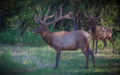 two deers