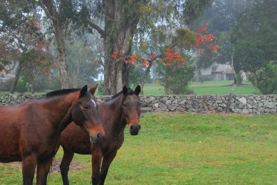 two brown horses grazing