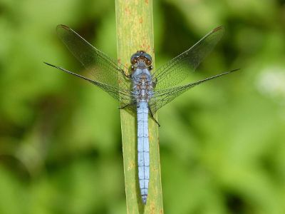 dragonfly on a plant stem