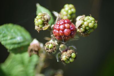 berries on vine