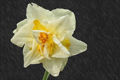 flower in the rain