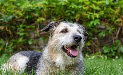 dog on grass