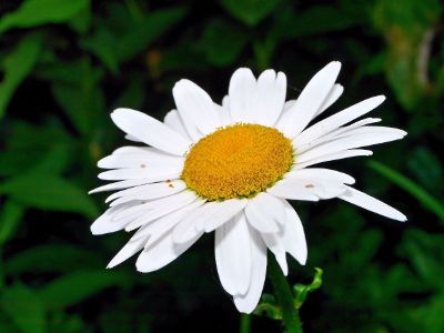 white daisy with yellow center