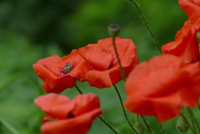 ants on poppy flowers