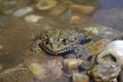 a frog in a creek