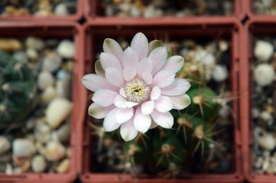 flower in a pot