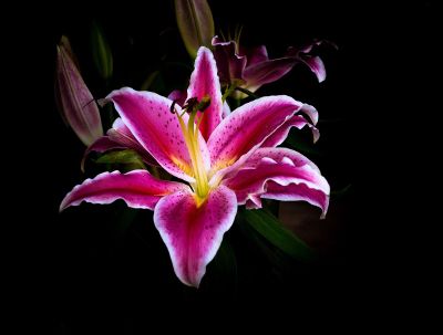 bright pink flower