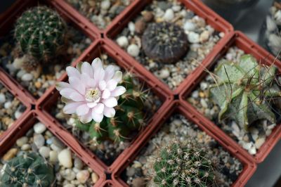 cacti in small pots