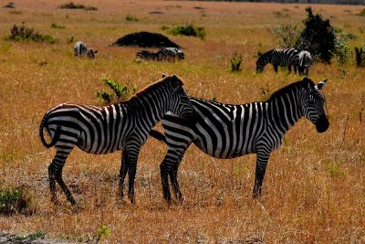 zebras in grass