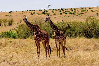 cute giraffes