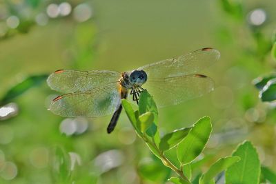 firefly on a plant