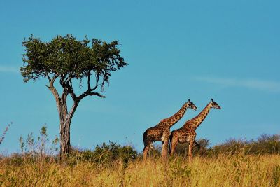 two giraffes standing by a tree