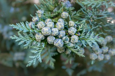 pine buds