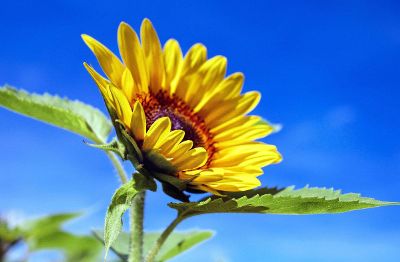 bright sunflower