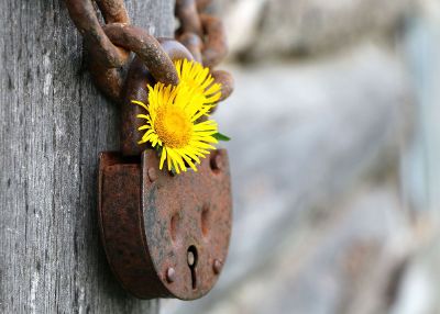 flower in a lock