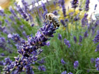 bee on a purple flower