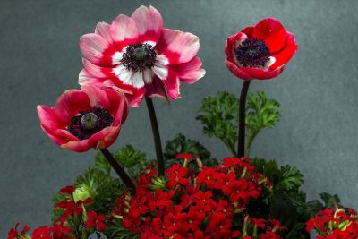 big and small red flowers