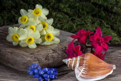 flowers with shell