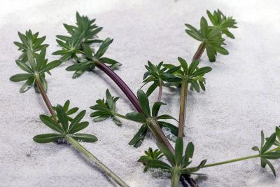 plant laying in the snow